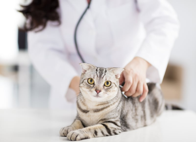 VET video production
